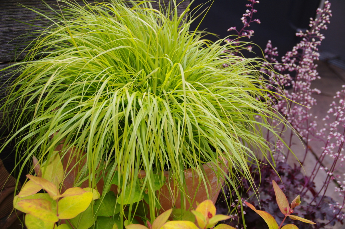 Пенісетум alopecuroides Hameln Gold (84палета/Vitroflora)