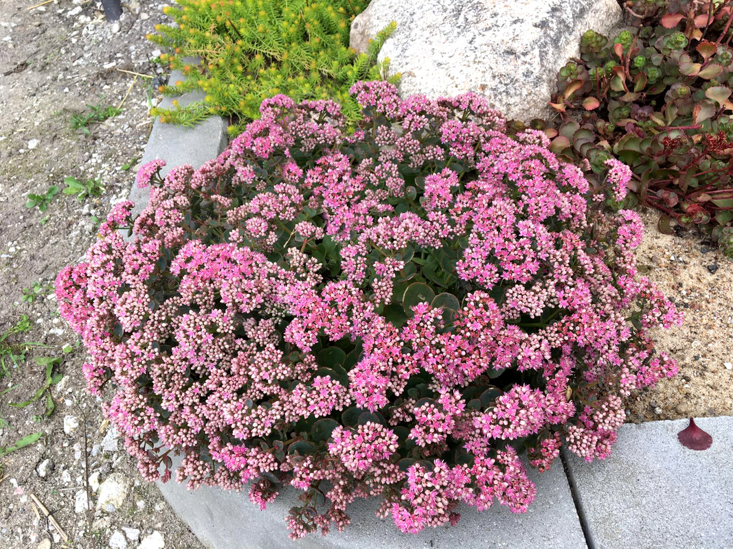 Седум SunSparkler Lime Zinger (Vitroflora)