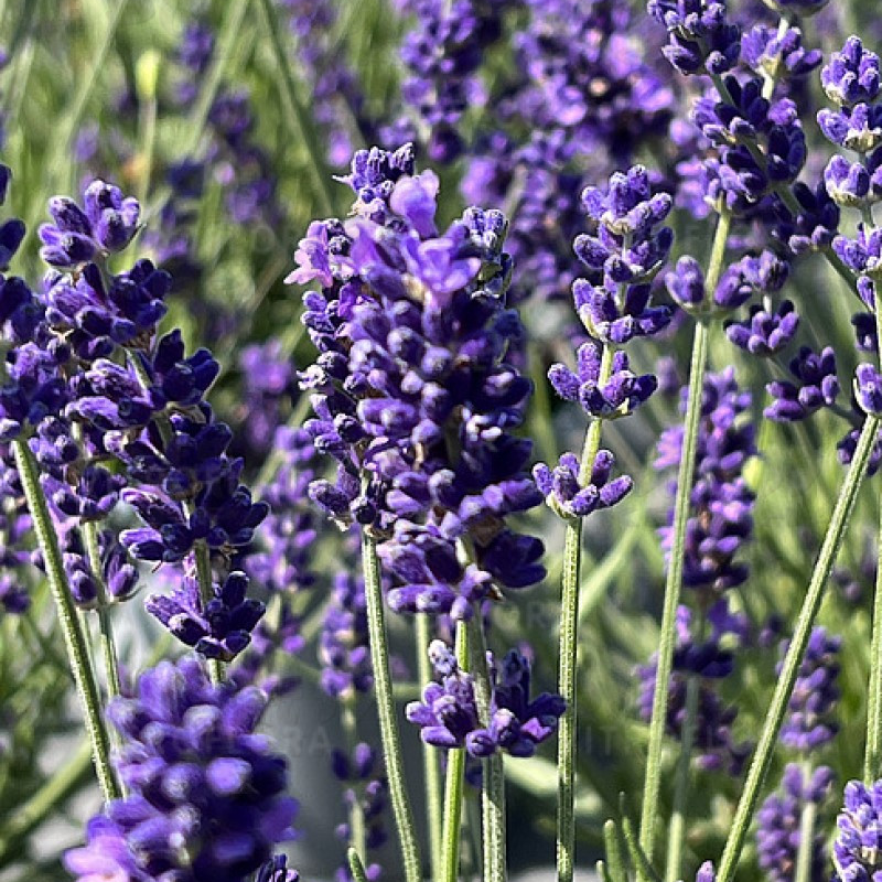 Лаванда angustifolia Hidcote (Vitroflora)