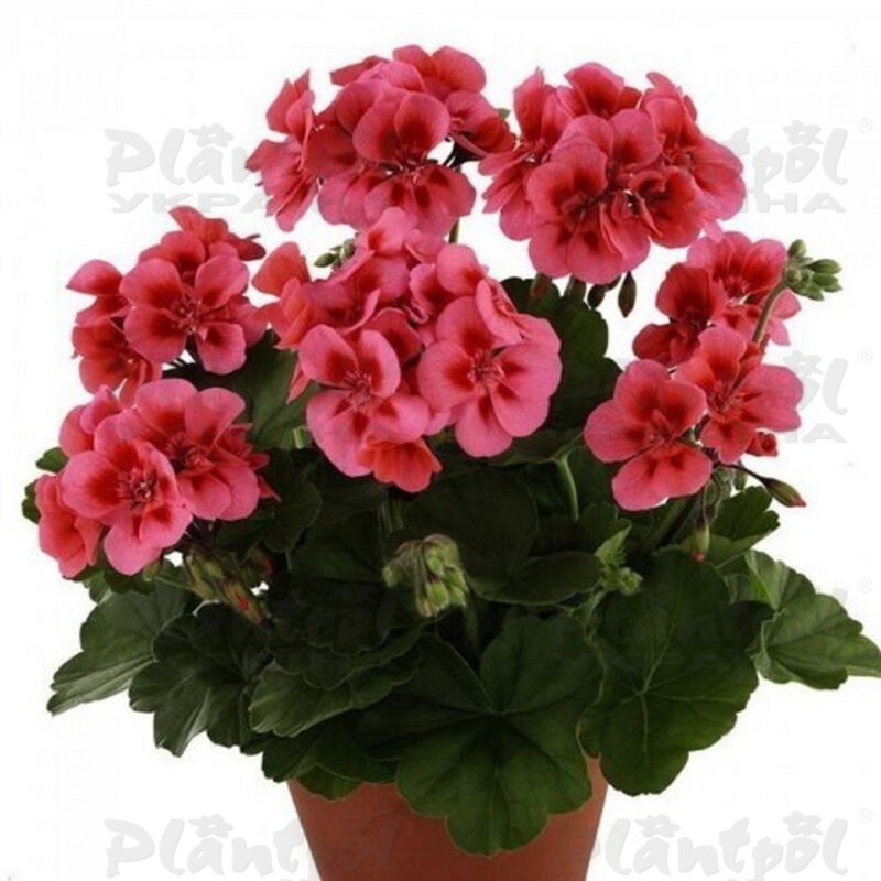 Пеларгонія зональна Dolce Vita Coral Eye