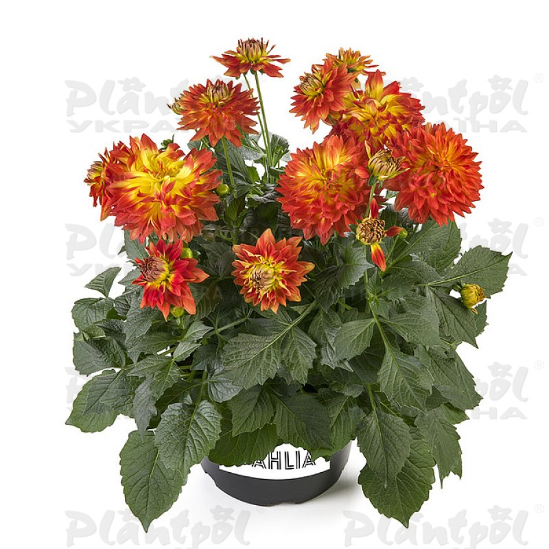 Жоржина Labella Maggiore Fun Flame