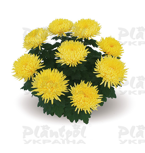 Хризантема великоквіткова горшкова Alaka Yellow (Vitroflora)