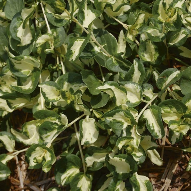 Барвінок (Vinca) Mayor Wojo's Jem (Plantpol)