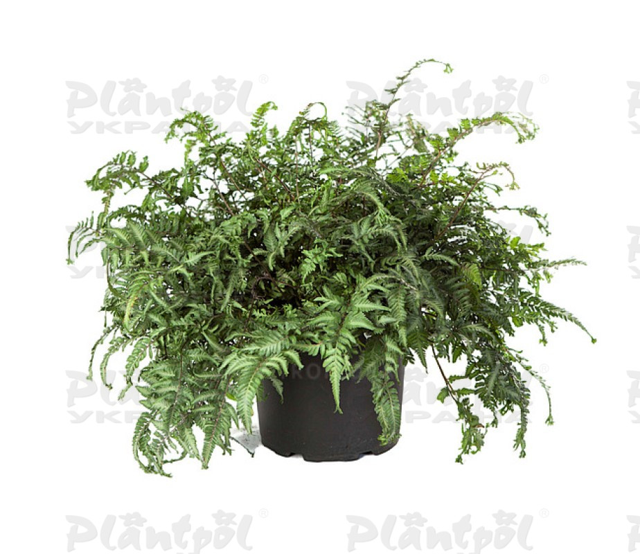 Папороть Athyrium niponicum Apple Court (Vitroflora)