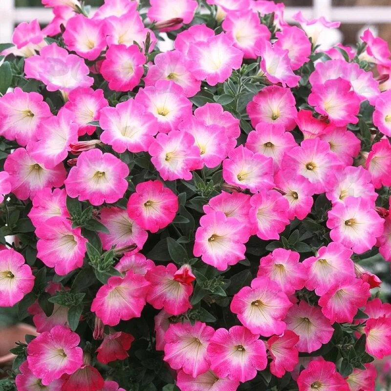 Фото 2
