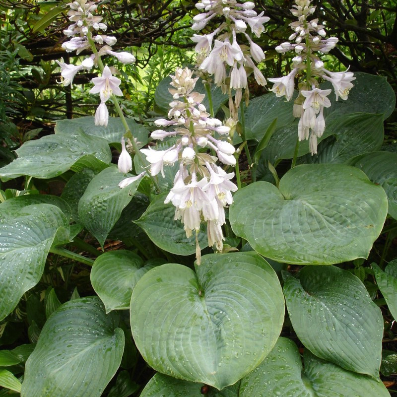 Хоста високоросла Elegans (Vitroflora)
