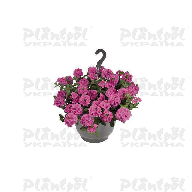 Вербена Empress Sun Pink