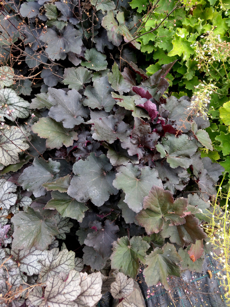 Гейхера Rex Black (Vitroflora)