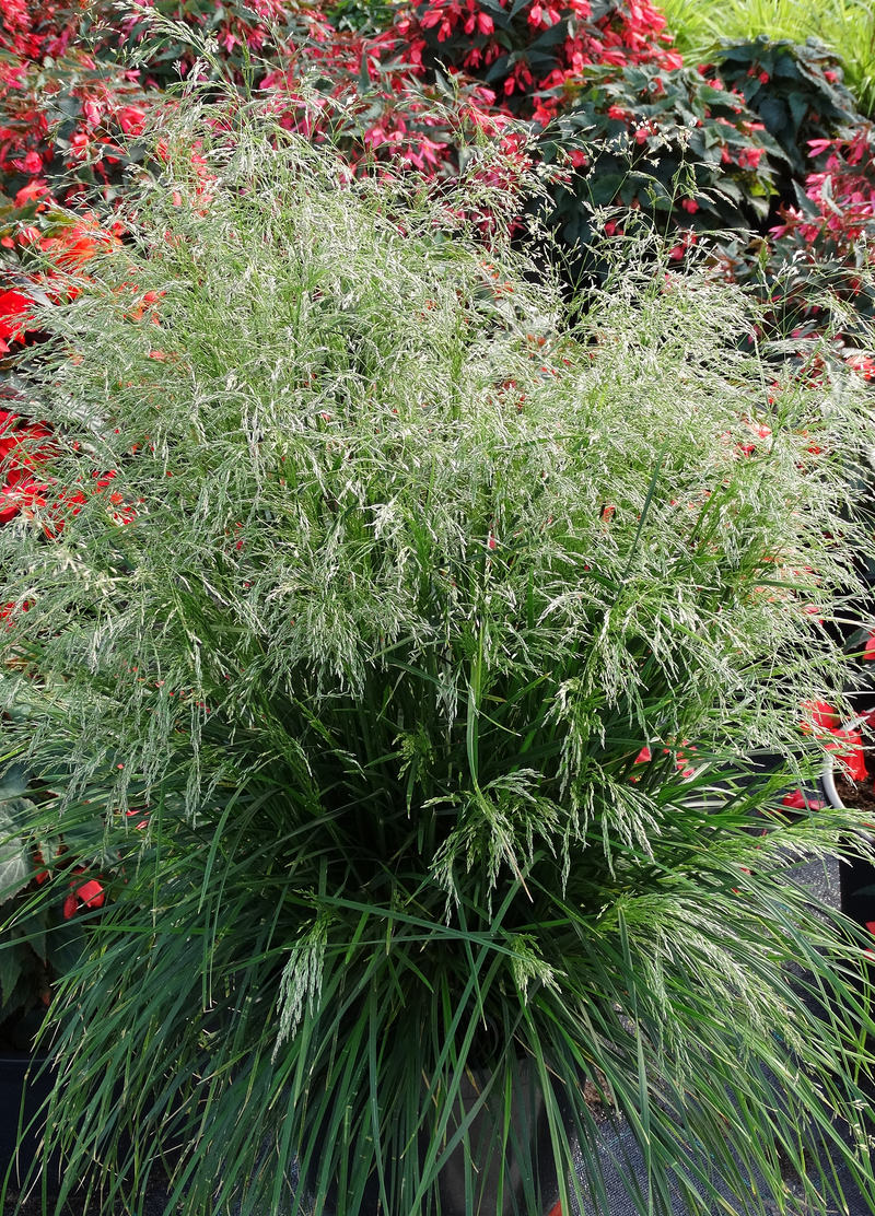 Дешампсія caespitosa Tardiflora (Vitroflora)