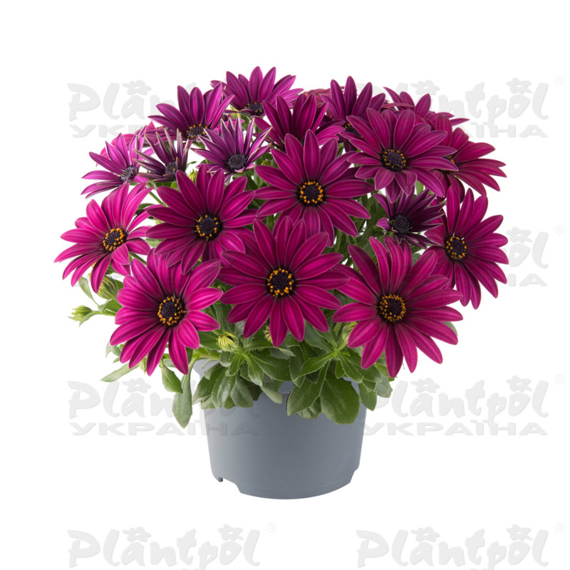 Остеоспермум Dalina Bright Purple