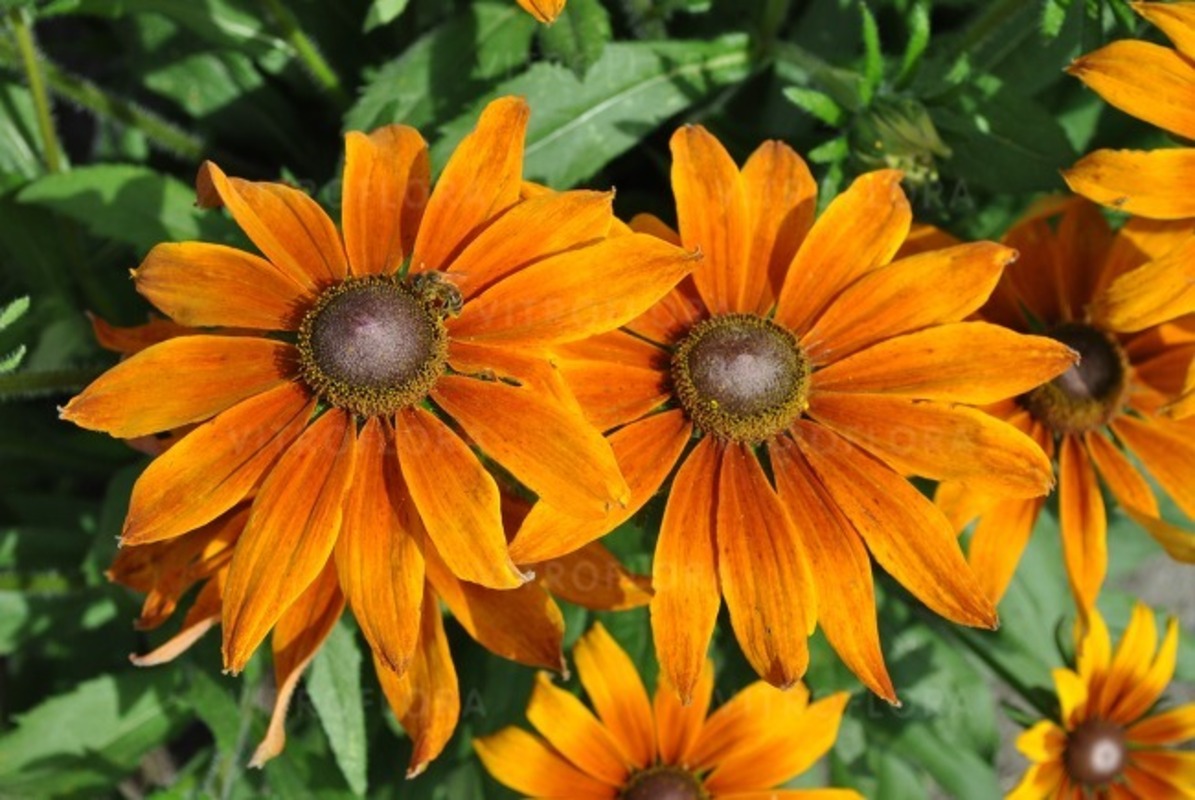 Рудбекія SmileyZ Big Joy (Vitroflora)