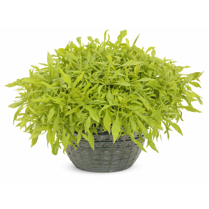 Іпомея Solar Power Green (84 палета/Florensis)