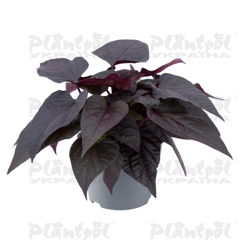 Іпомея Solar Power Black Heart (Florensis)