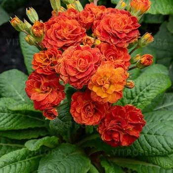 Фото 2