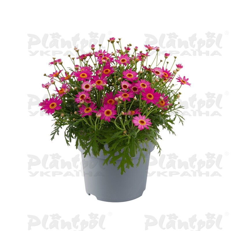 Аргирантемум Madeira Deep Pink (128 палета/Florensis)