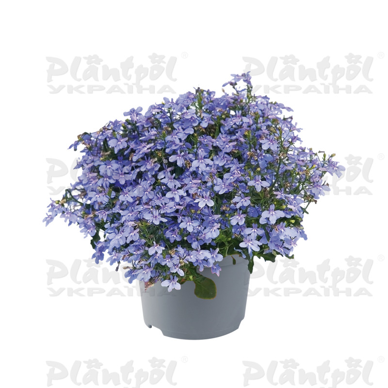 Лобелія Hot Water Blue