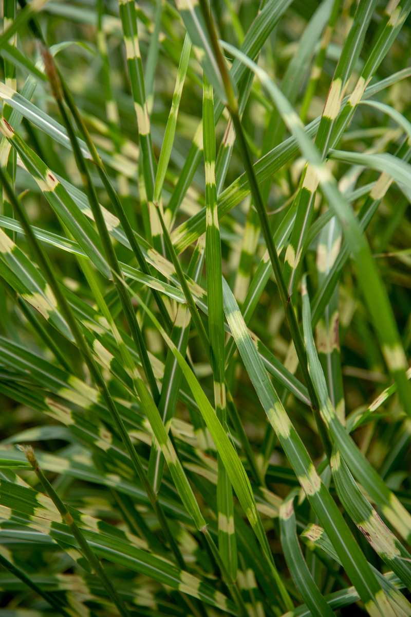 Міскантус sinensis Little Zebra (Vitroflora)