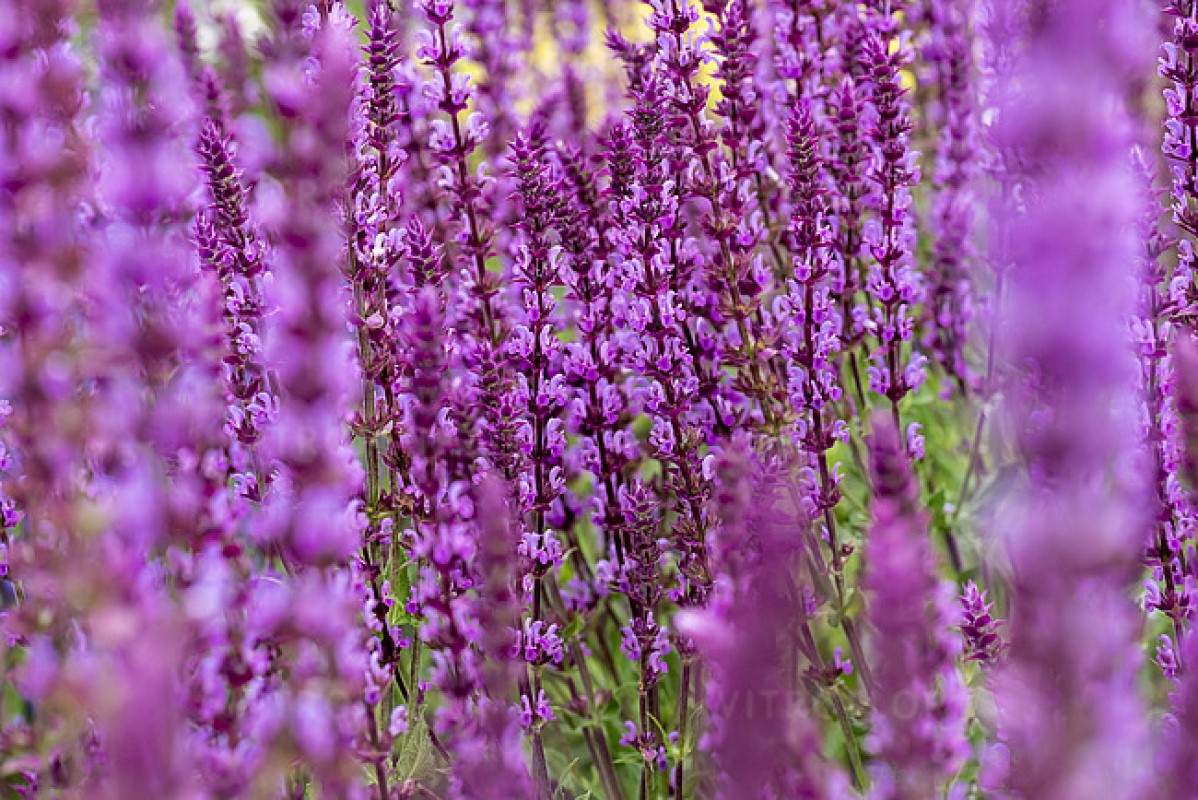 Шавлія nemorosa Amethyst (Vitroflora)