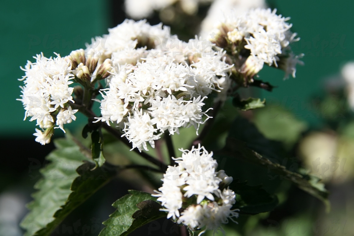 Еупаторіум Chocolate (Vitroflora)