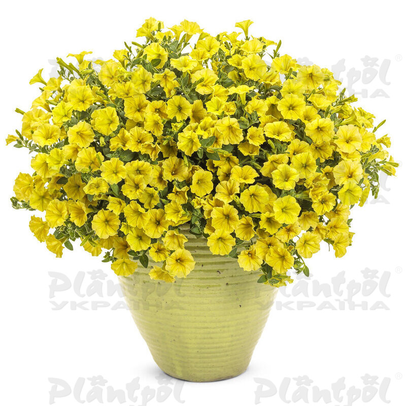 Петунія Mini Vista Yellow