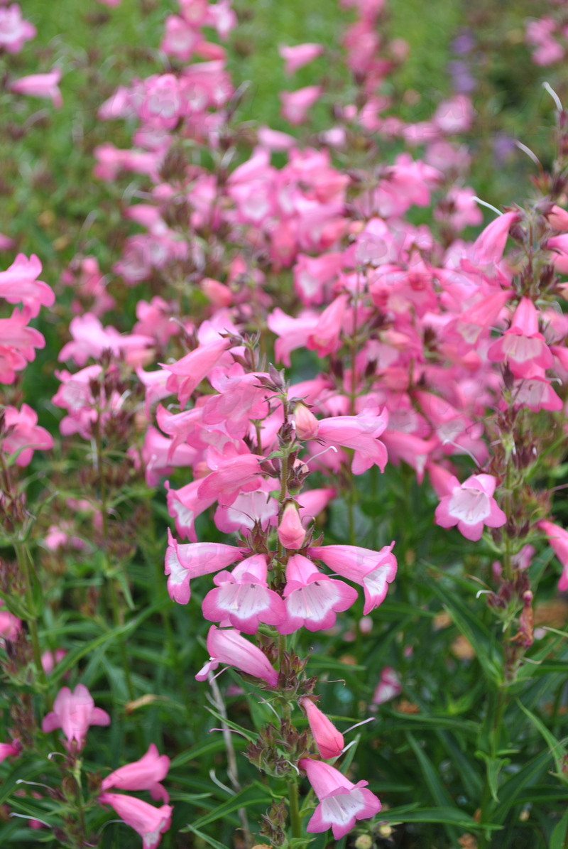 Пенстемон Harlequin™ Pink (Plantpol)