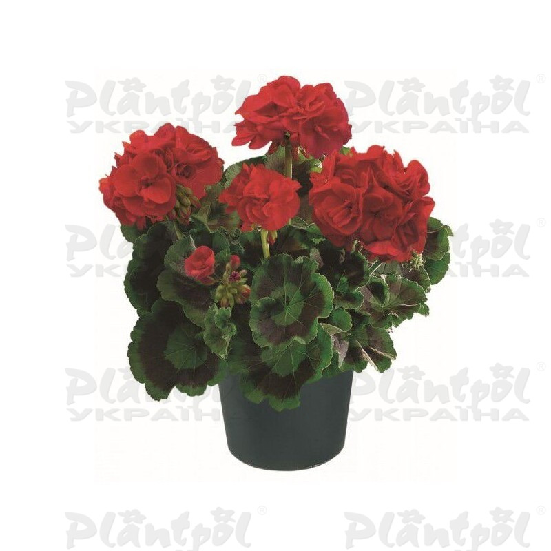 Пеларгоні зональна Zonale Leonardo