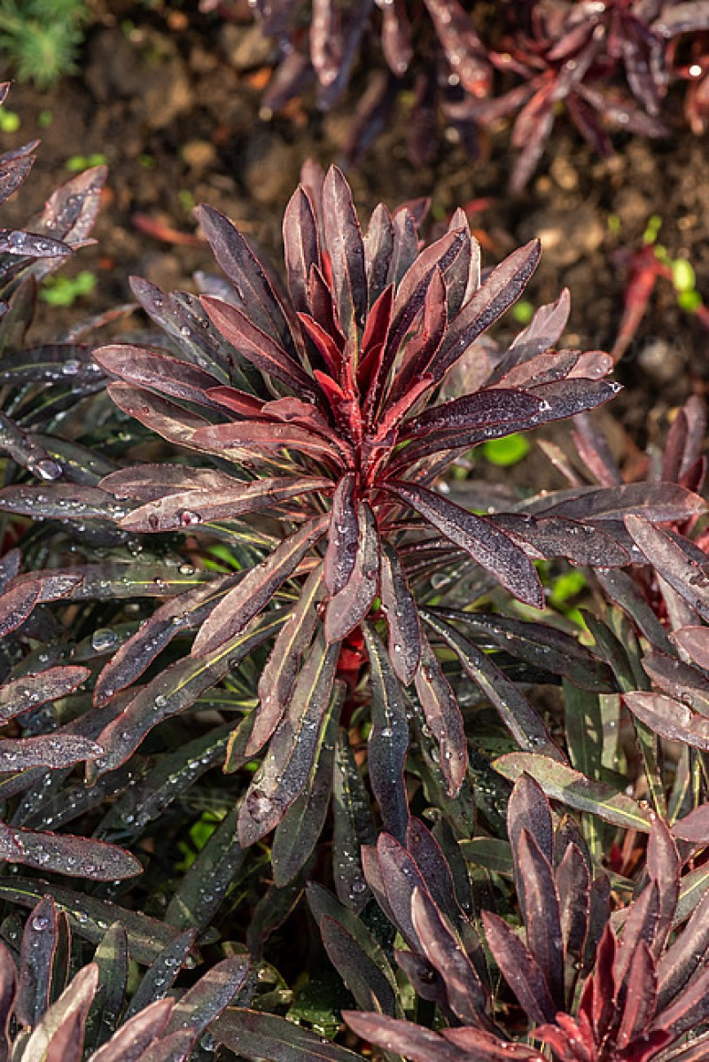 Еуфорбія Miners Merlot (Vitroflora)