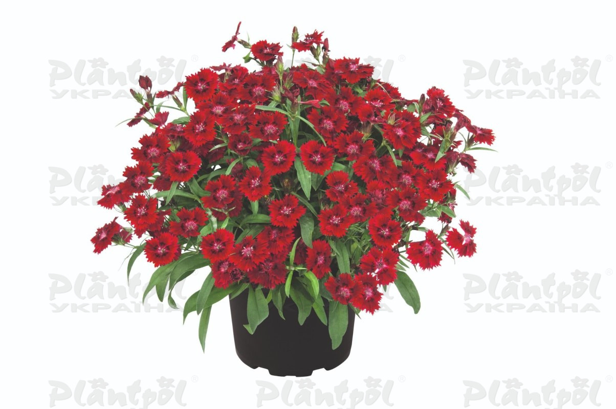 Гвоздика Summer Diamonds Little Red