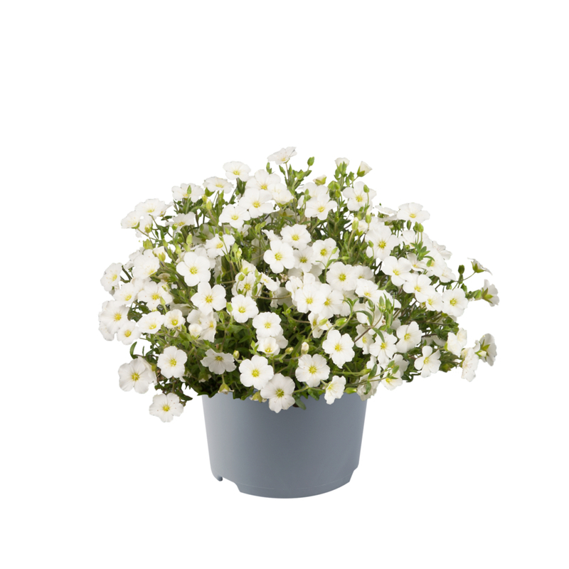 Аренарія Ronda White (Florensis)