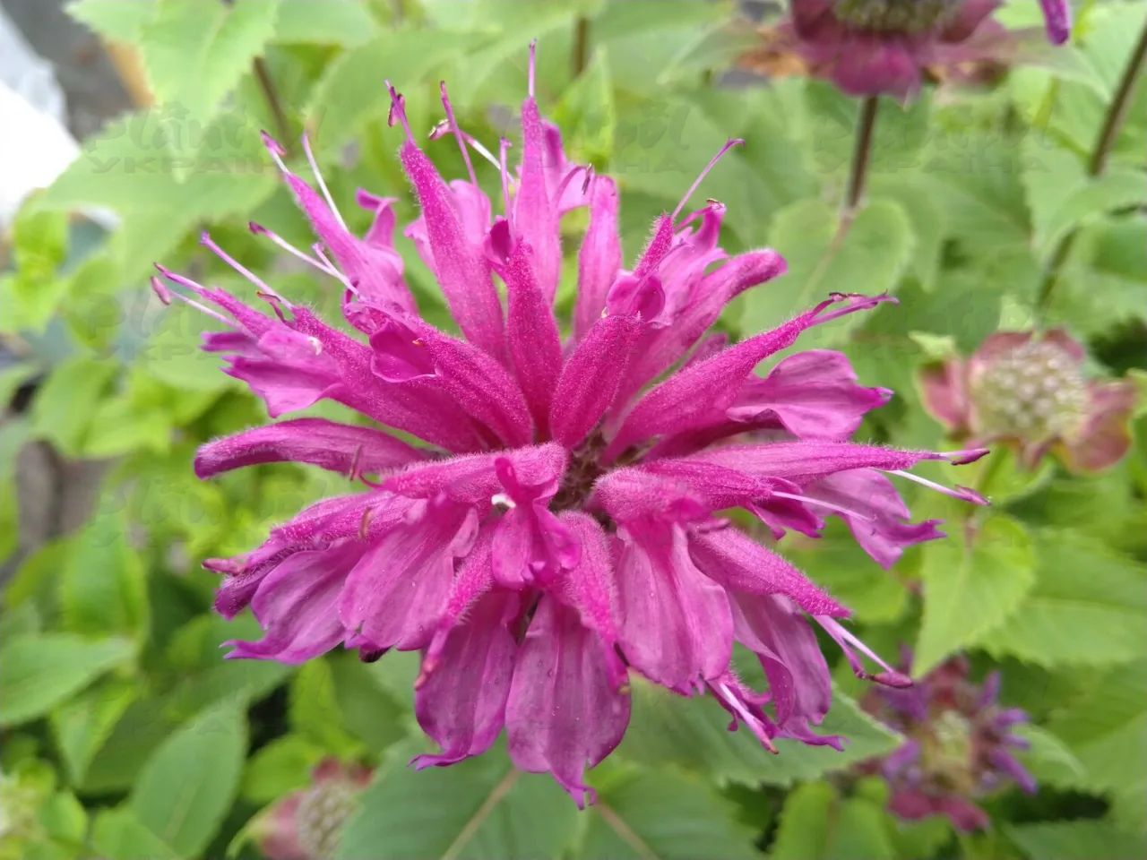 Монарда Bee-Pure (Vitroflora)