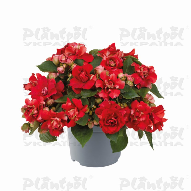 Імпатієнс walleriana Glimmer Bright Red (128 палета/Florensis)
