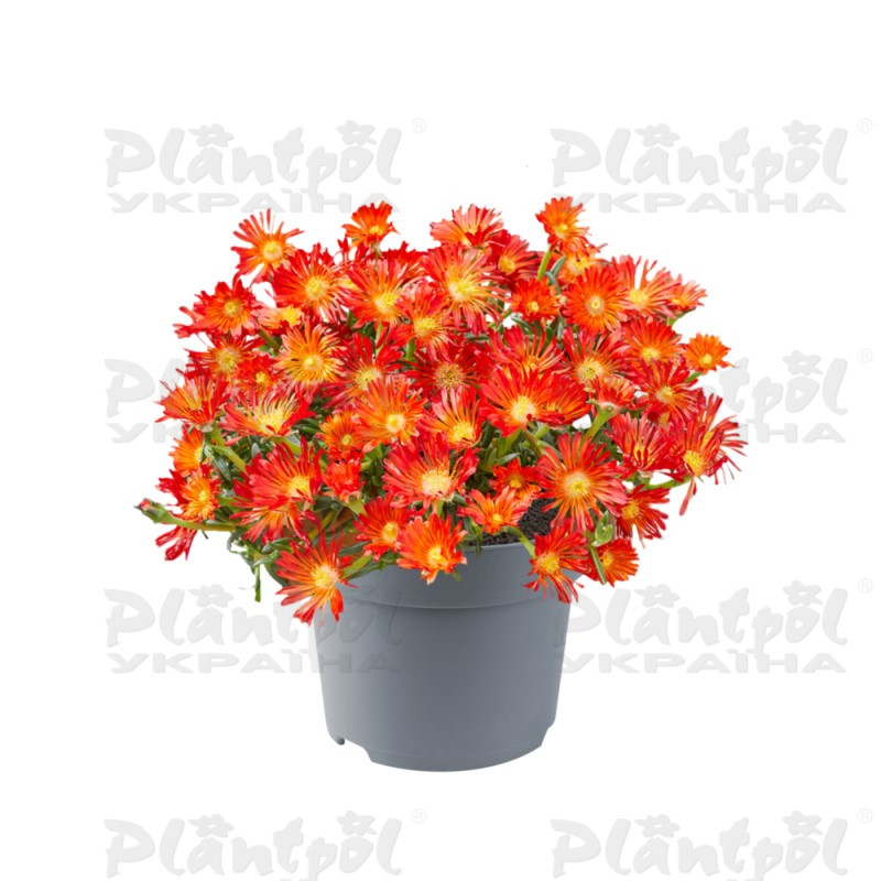 Делосперма Ocean sunset Orange Vibe (128 палета/Florensis)