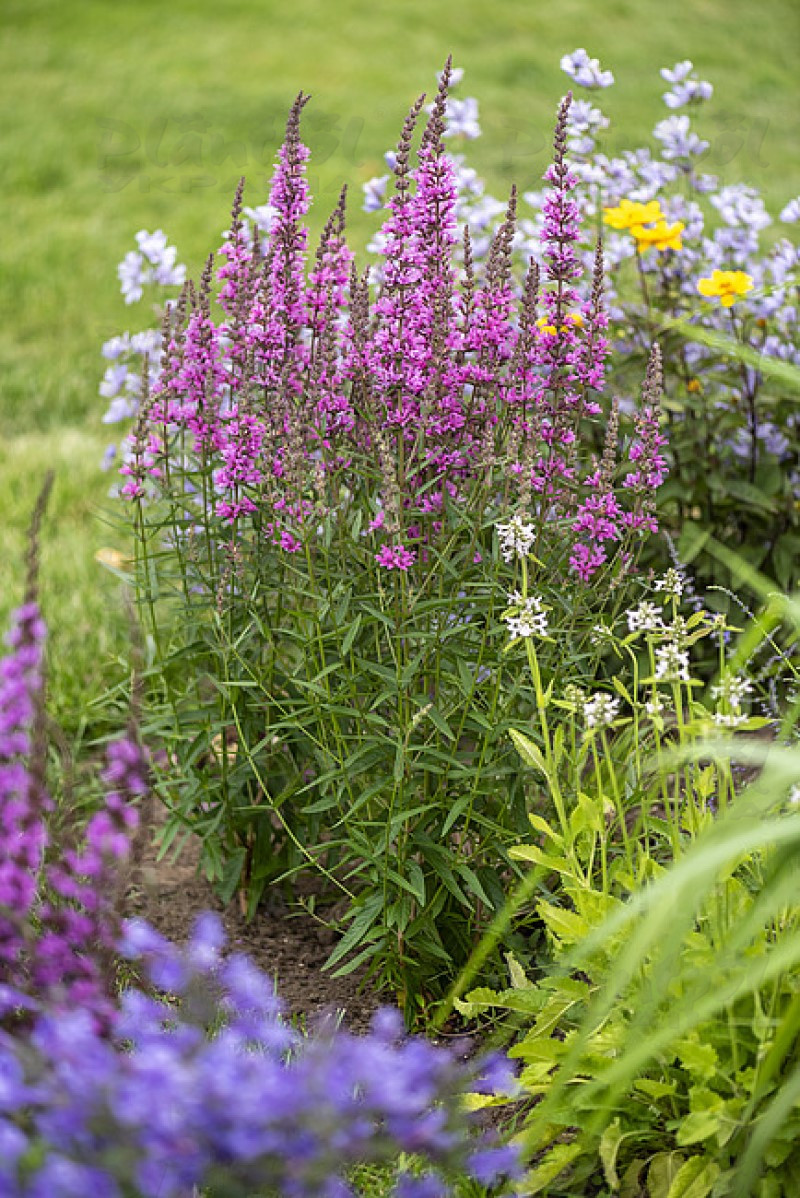 Літрум Luminara Hot Pink (Vitroflora)