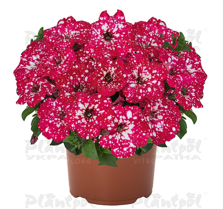 Петунія Sweetunia Sparkling Red (Vitroflora)