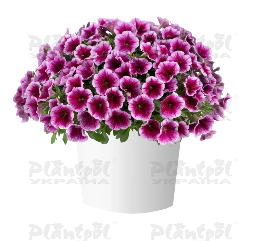 Петунія Capella Fuchsia lace