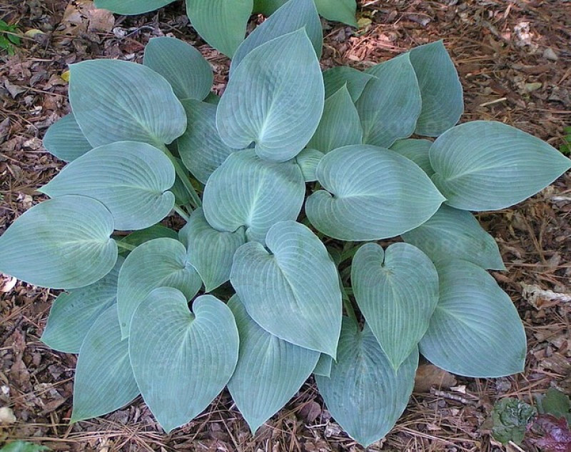 Хоста середньоросла Halcyon (Vitroflora)
