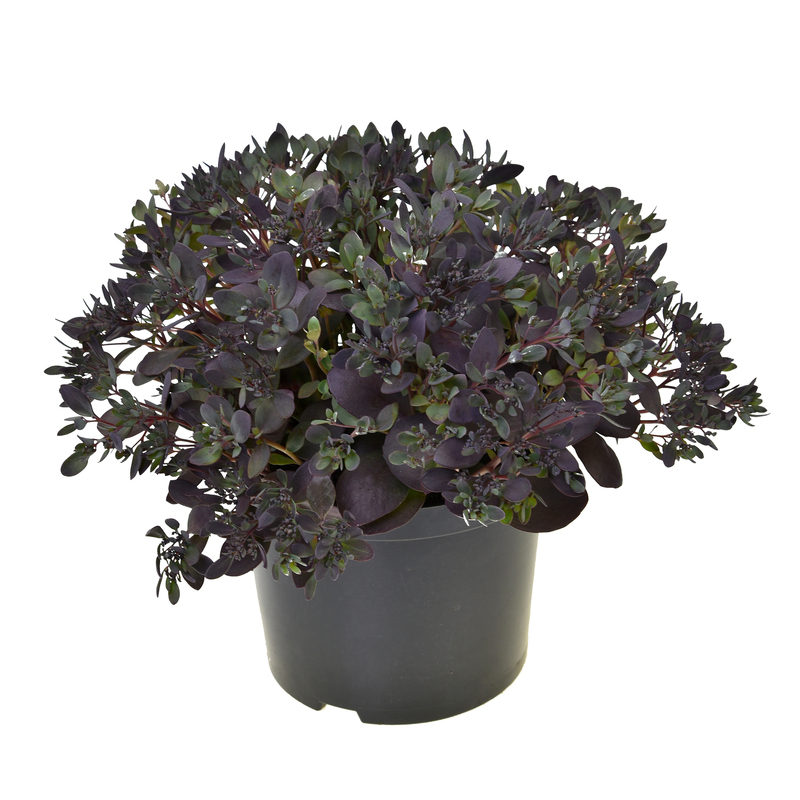 Седум SunSparkler Plum Dazzled (Vitroflora)