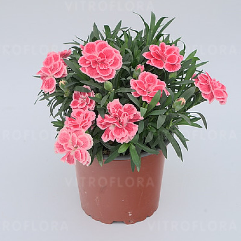 Гвоздика Oscar Antique Pink (Vitroflora)