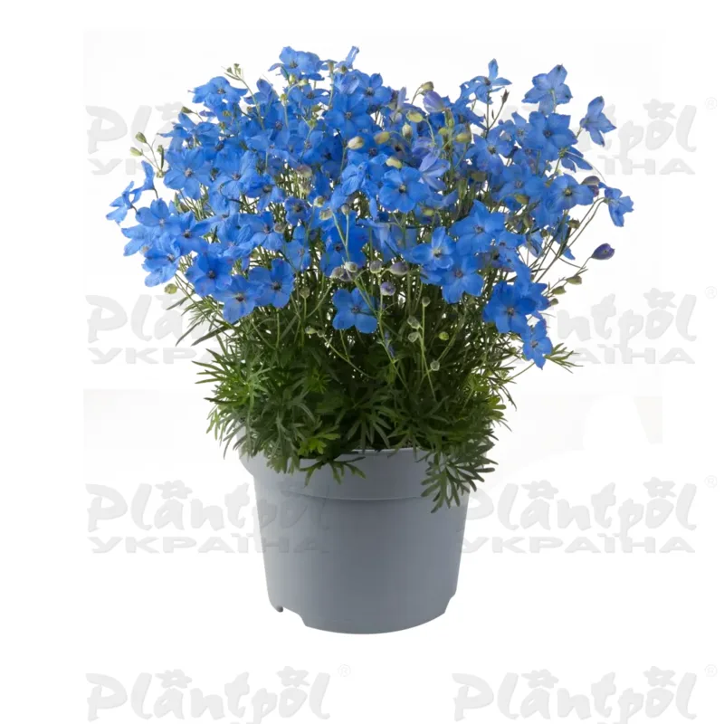 Дельфініум Ocean Cheer Blue (Florensis)