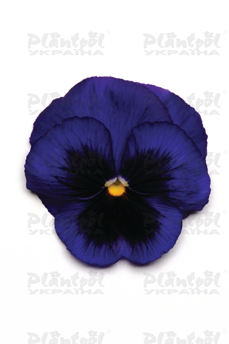 Віола wittrockiana Matrix™ F1 Blue Blotch (288 палета/Florensis)