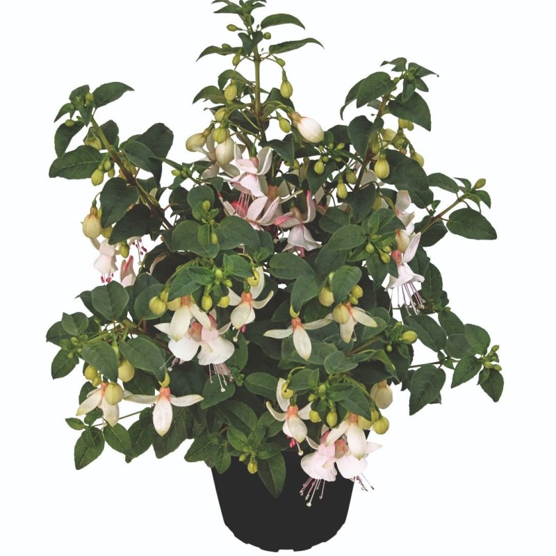 Фуксія Shadow Dancer Albina