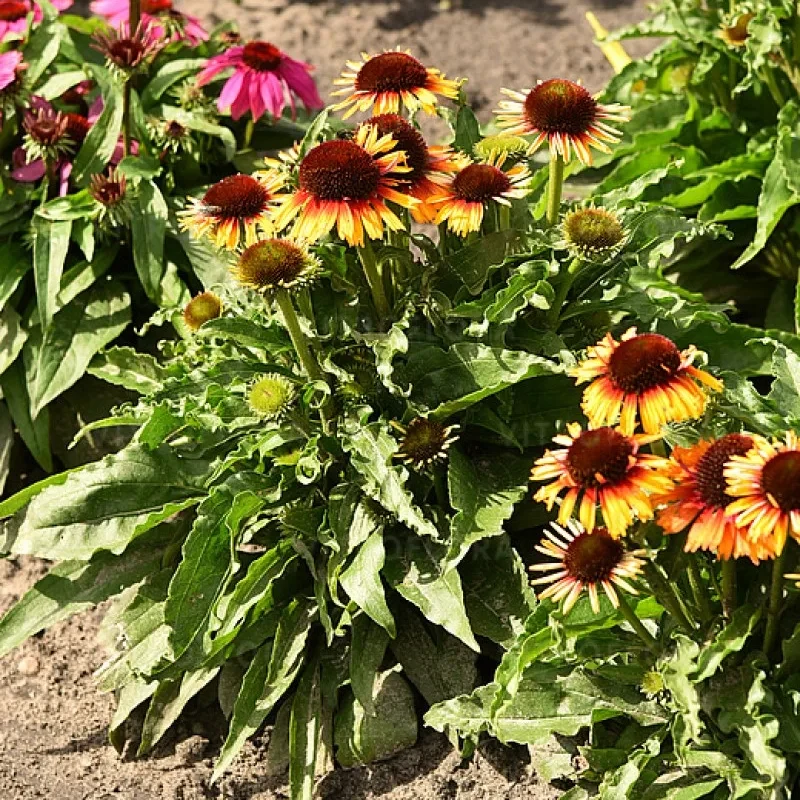 Фото 2