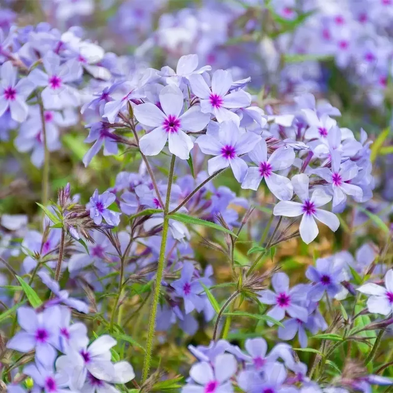 Флокс subulata Chattahoochee (Vitroflora)