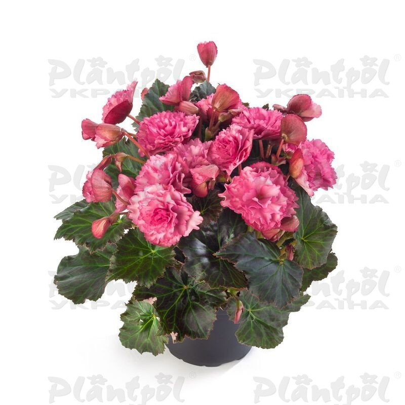 Бегонія Cottage Glory Pink