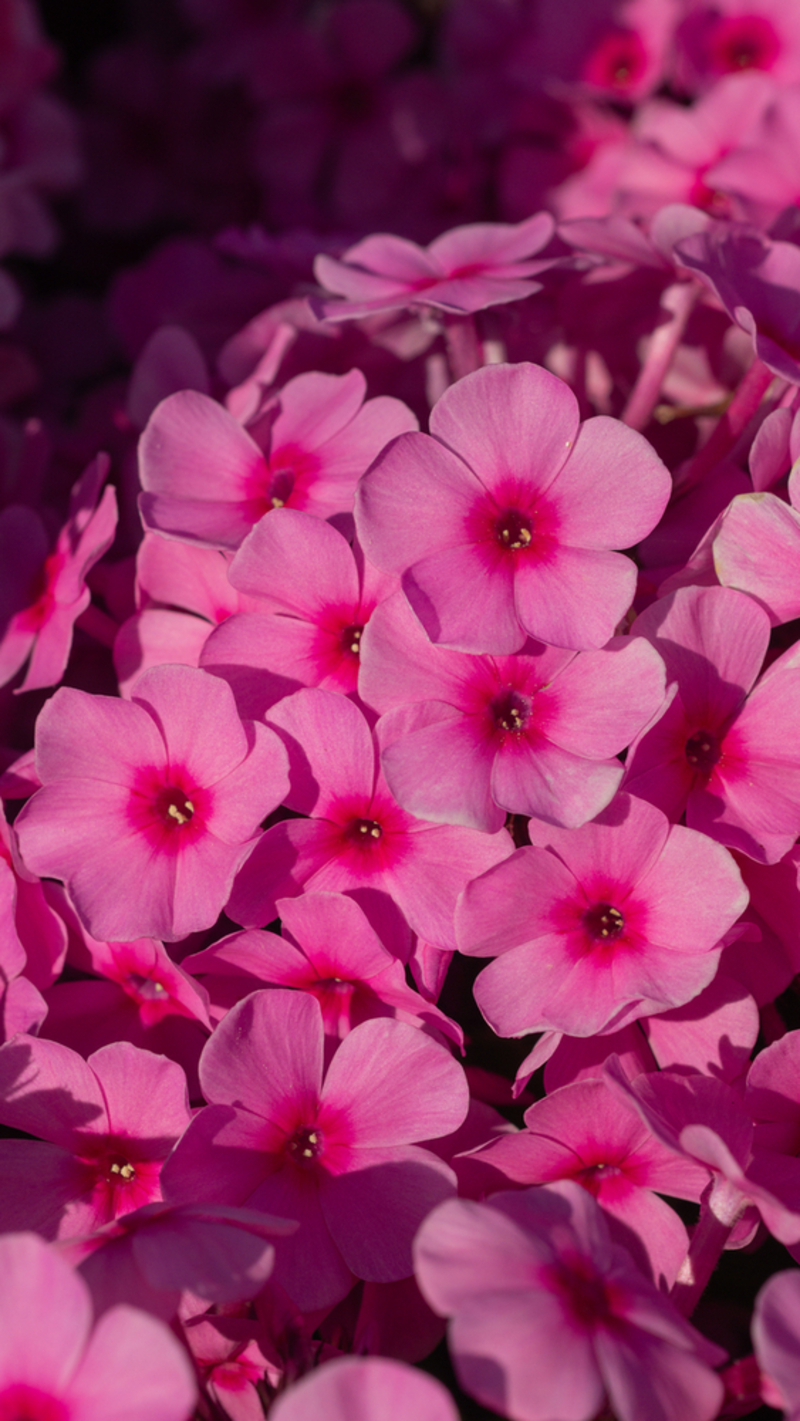 Флокс paniculata Famous Pink Impr. (128 палета/Florensis)