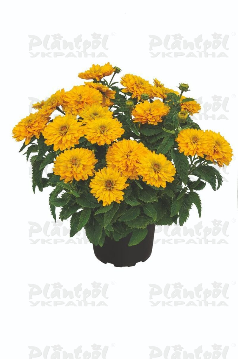 Геліопсис Sole Doppio (Plantpol)