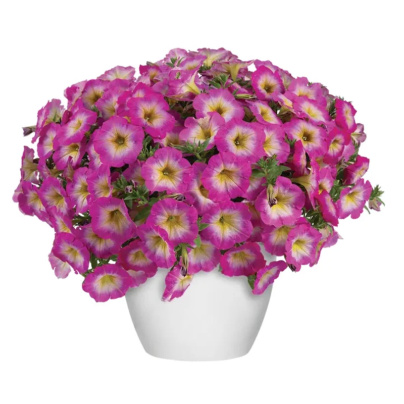 Петунія Capella Pink Morn