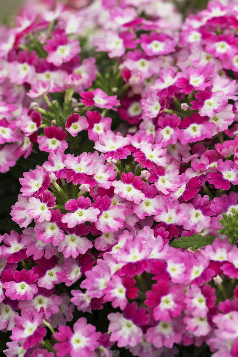 Вербена Hurricane Pink