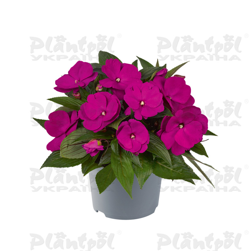 Імпатієнс New Guinea Clockwork GL Purple