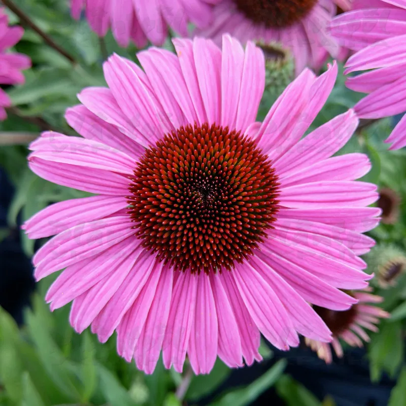 Фото 1